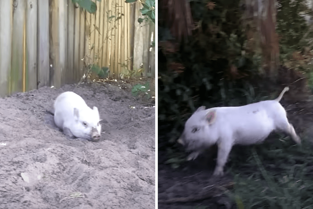 Oliver The Pig has the zoomies.