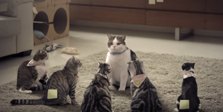 thai cat commercial