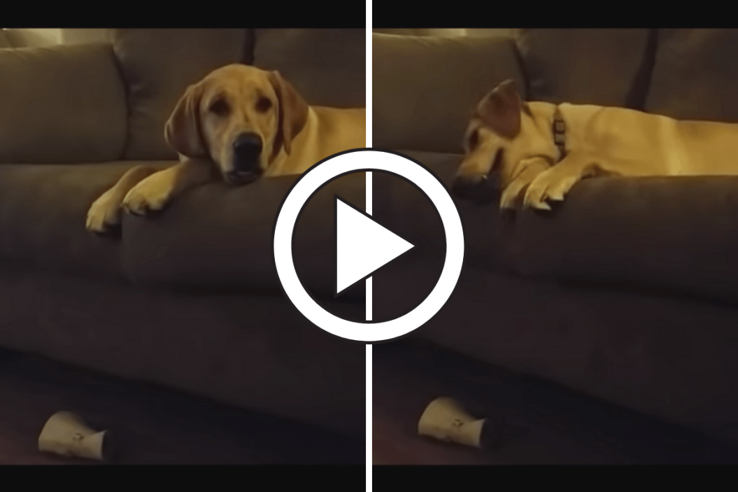 Lilly The Lab tantrum