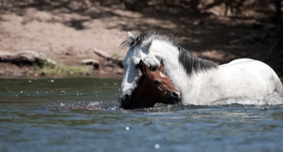 horse