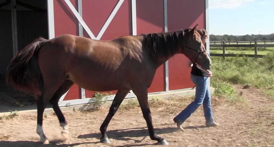 Bluebonnet Equine Humane Society