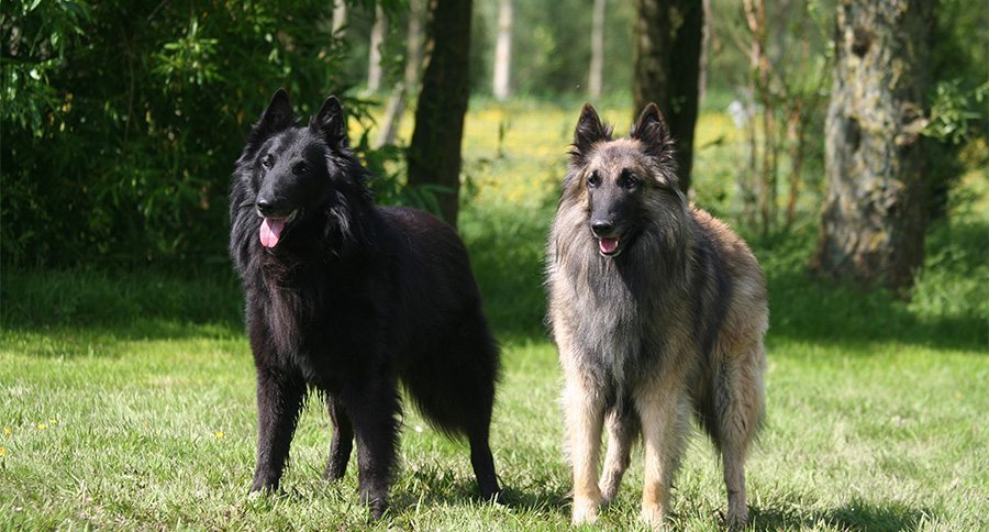 Belgian Tervuren