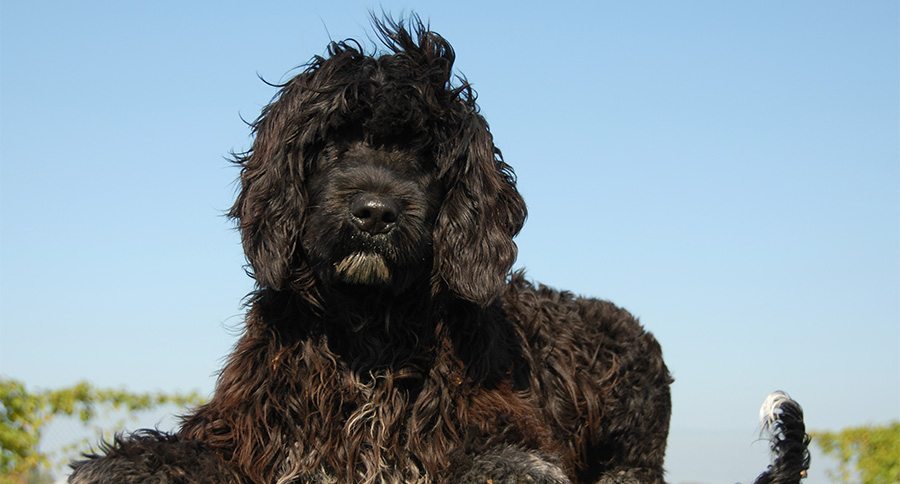 Portuguese Water Dog