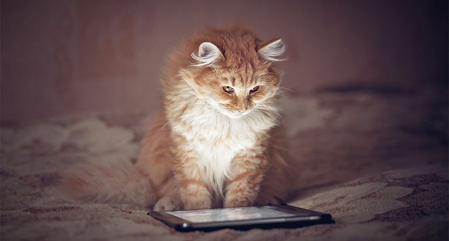 Cat Videos