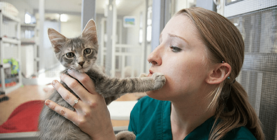Vet Tech