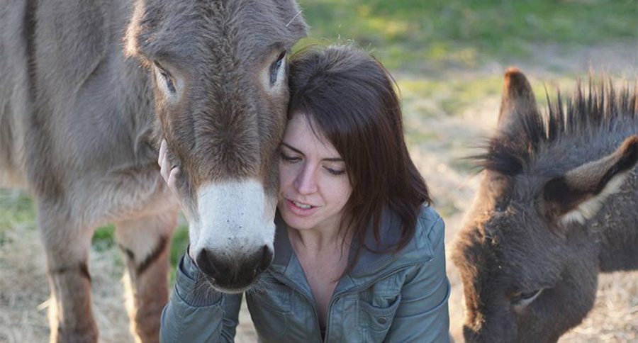 donkeys at Peaceful Valley donkey rescue