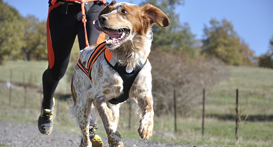 Dog in a race (canicross)