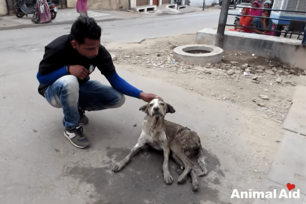 Street dog getting saved by aid worker in India.