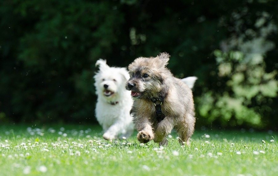two dogs running outside