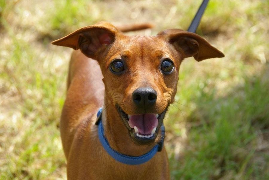 happy brown puppy