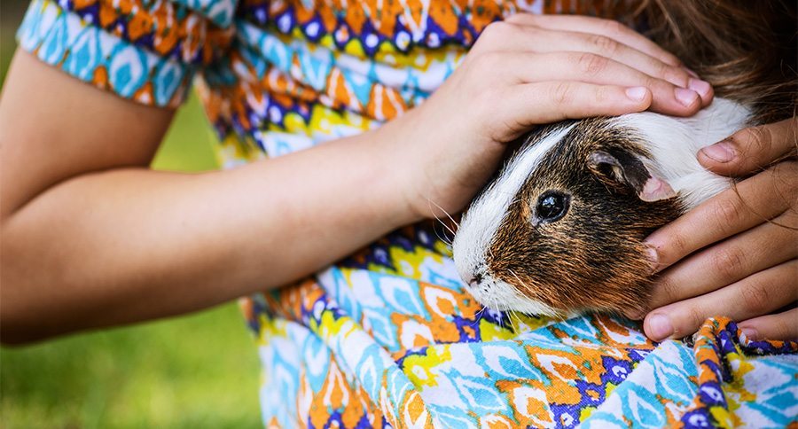 Guinea Pig