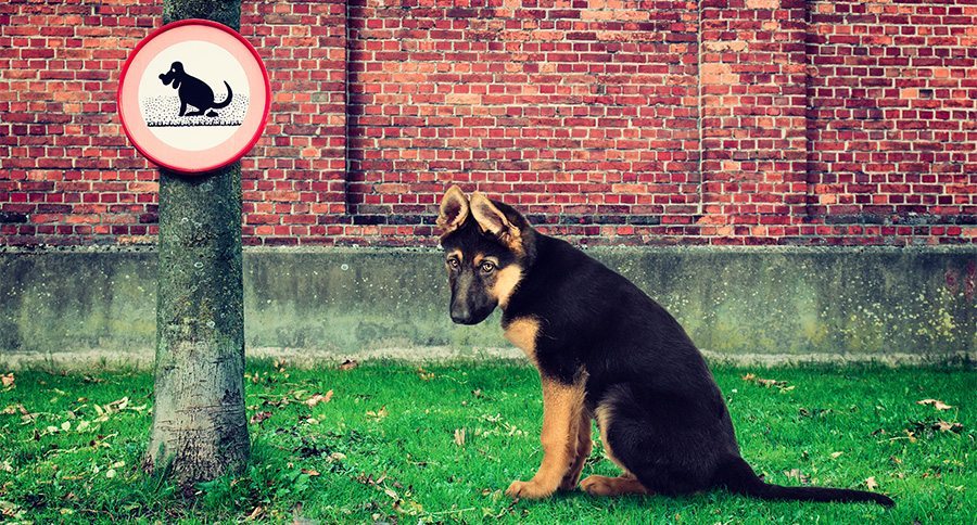 Sad and disappointed dog next to no pooping sign on a tree in th