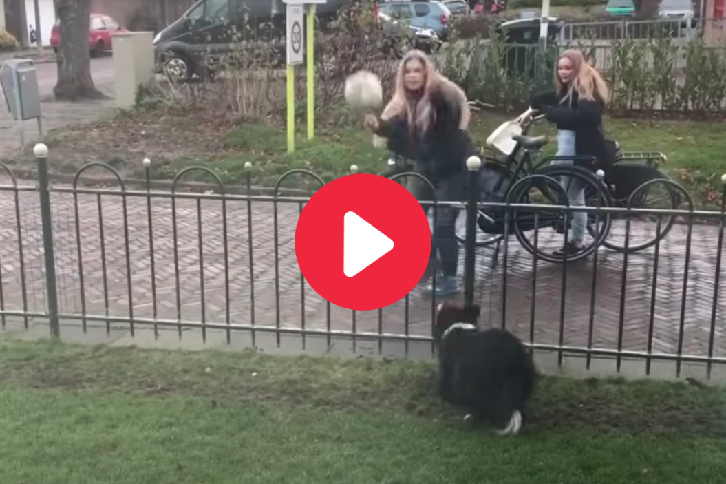 Border Collie plays fetch with strangers.