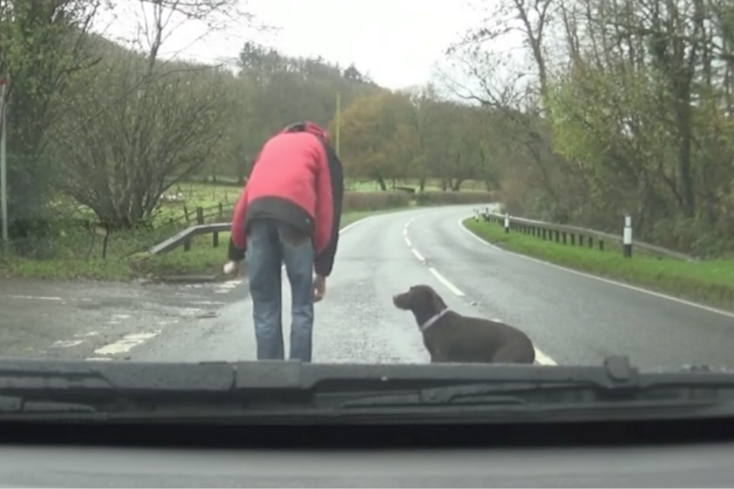 Driver helps lost dog find his way home.