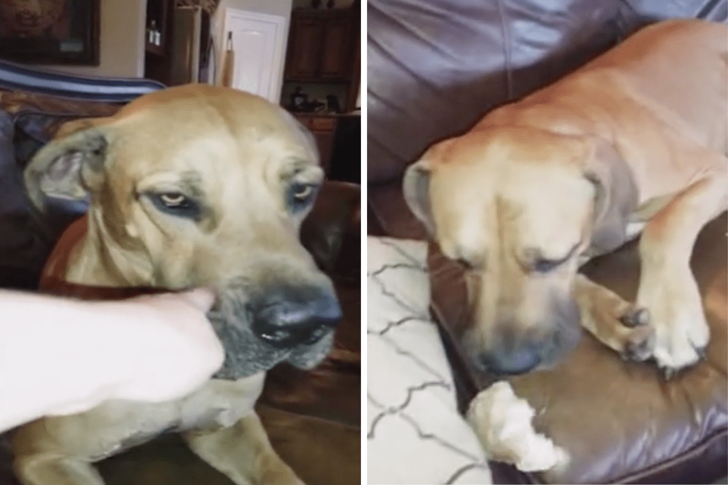 Guilty great dane eats owner's sandwich.