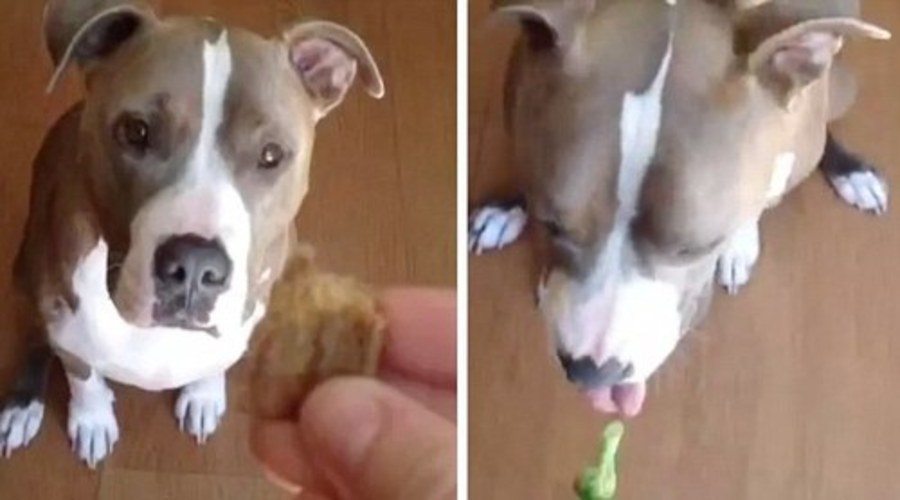 Dog Broccoli