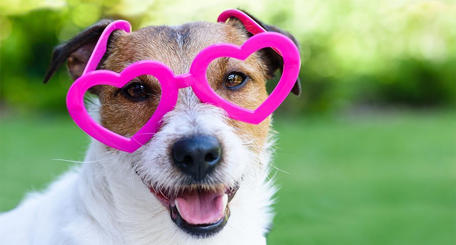 Pet Valentines Day