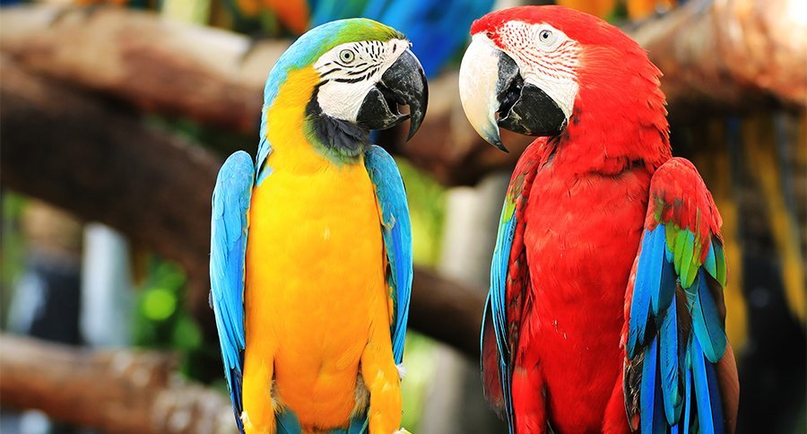 Colorful couple macaw sitting in a tree