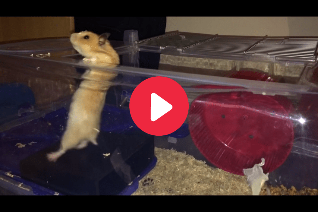 Hamster Escape