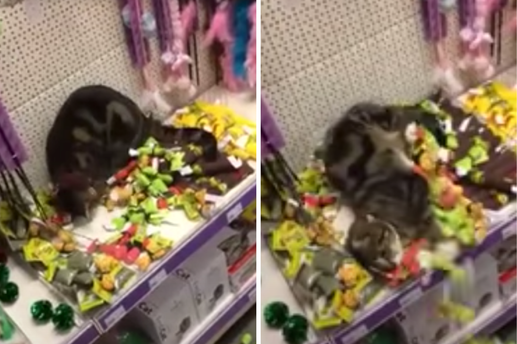 Lost Cat Finds Catnip