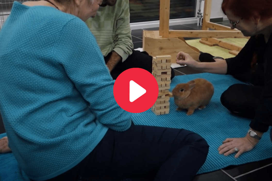 Simba The Rabbit