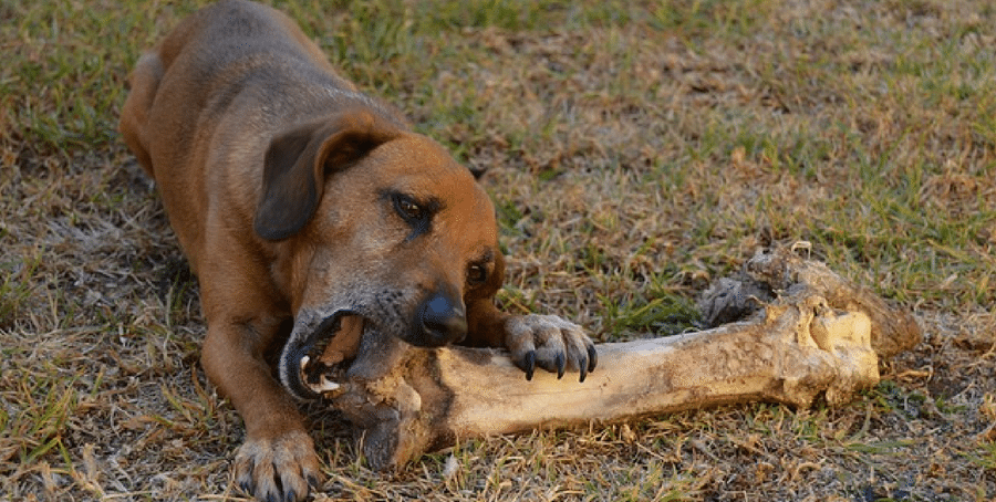 dog eating bone