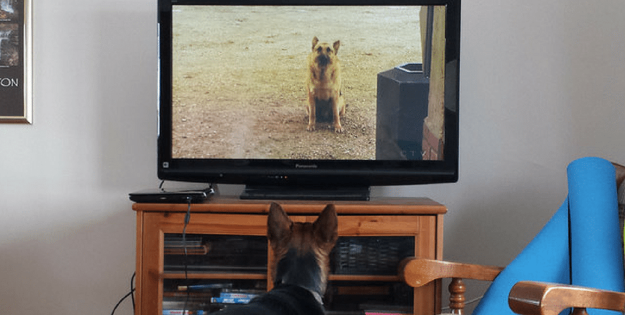 dog watching tv