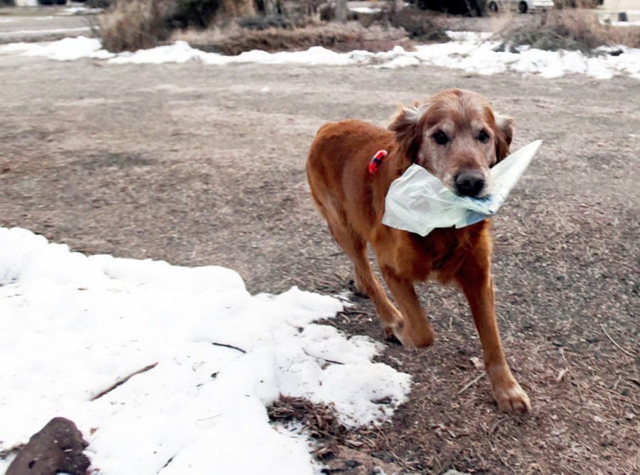 dog delivers newspapers