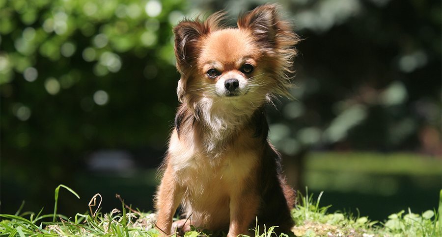Chihuahua