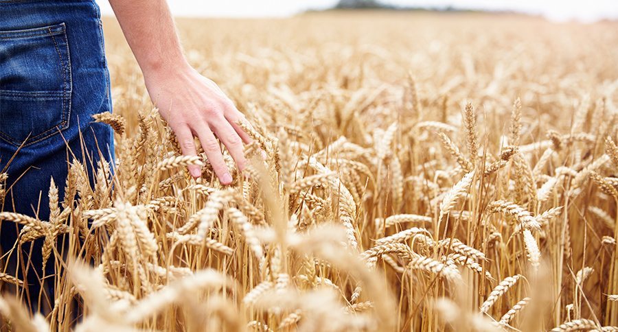 Farmer Walking Through Field Checking Wheat Crop