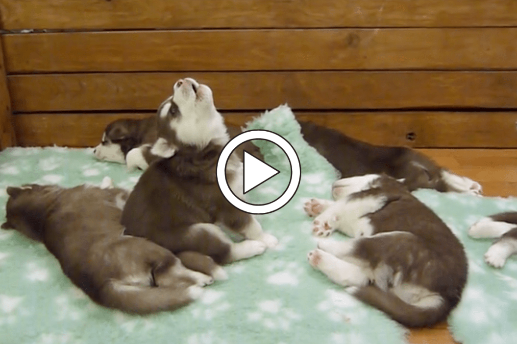 Husky puppy howls during nap time.