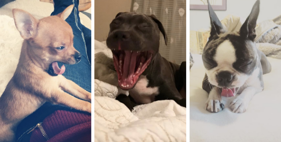yawning dogs