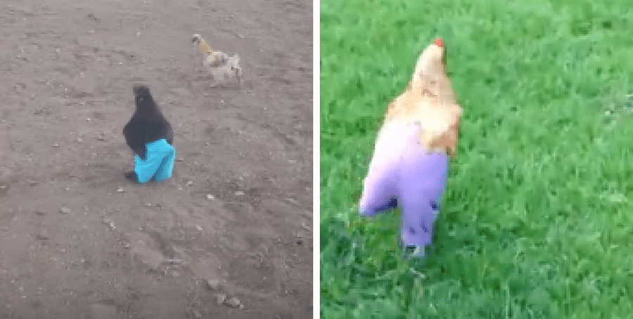 chickens in pants