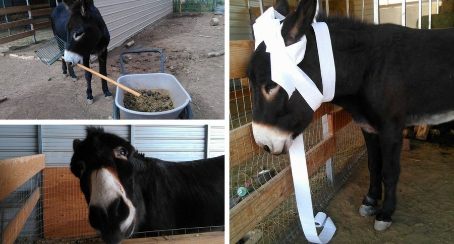 compilation of donkey pictures in barn
