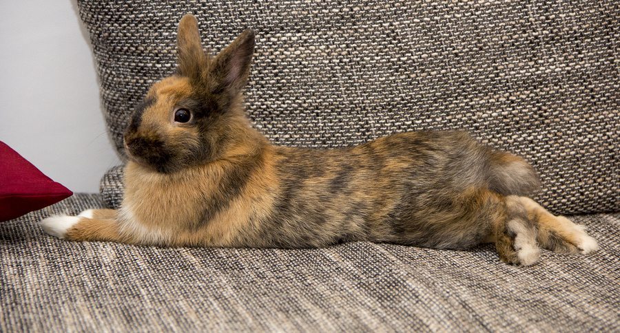 Bunny lying on a couch - Rabbit relaxing indoors