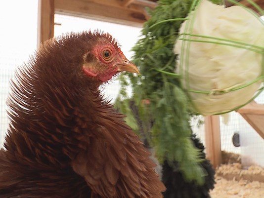 Black Chicken