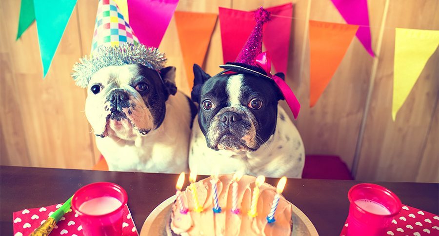 couple of French bulldogs on birthday party.