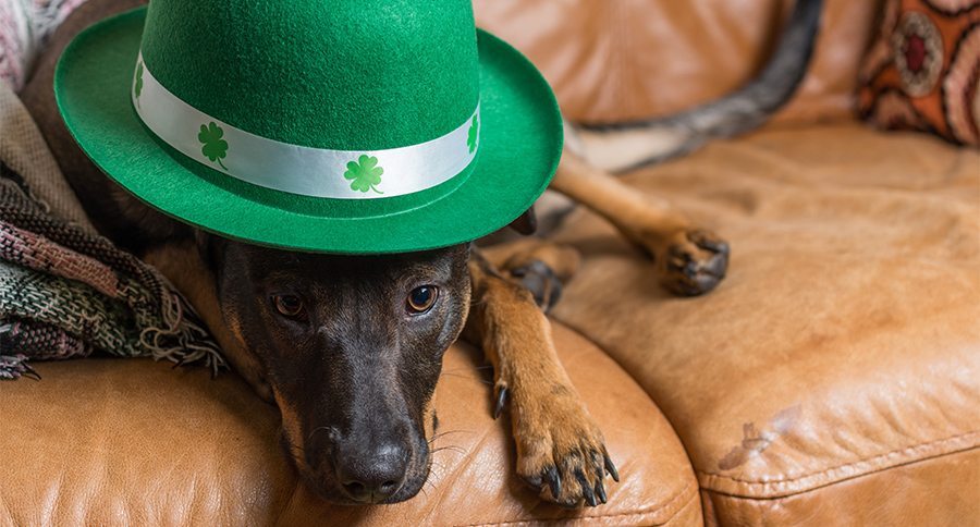 Cute black rescued dog wearing St Patricks day hat