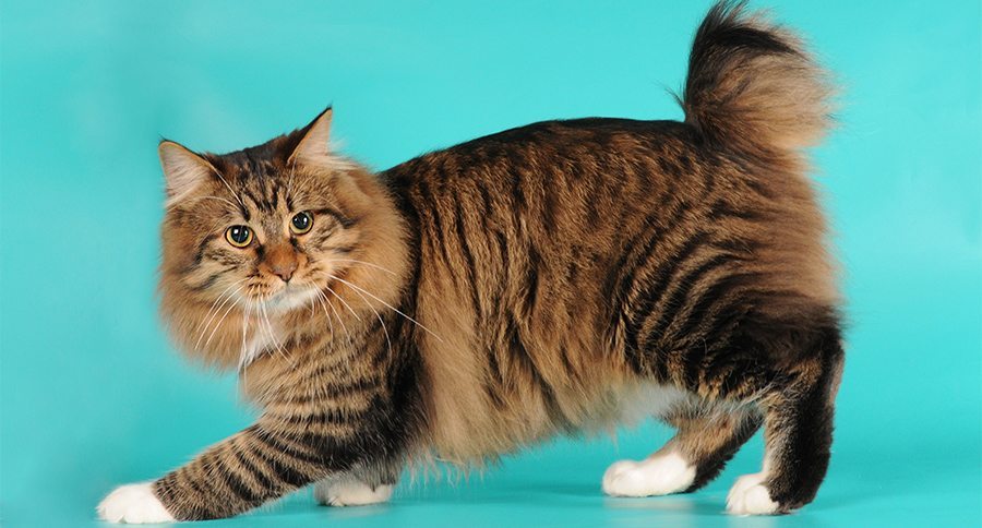 Bobtail Cat