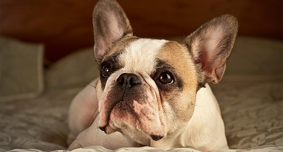 French Bulldog