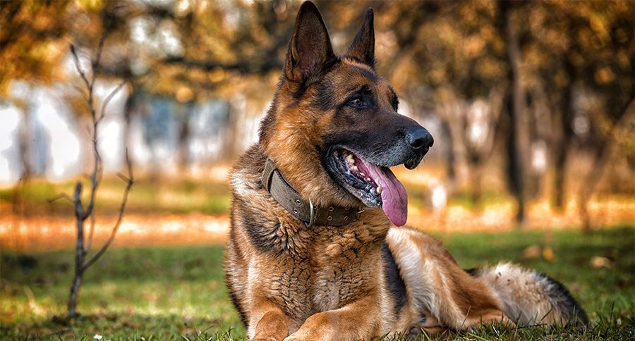 German Shepherd Dog Laying On Grass