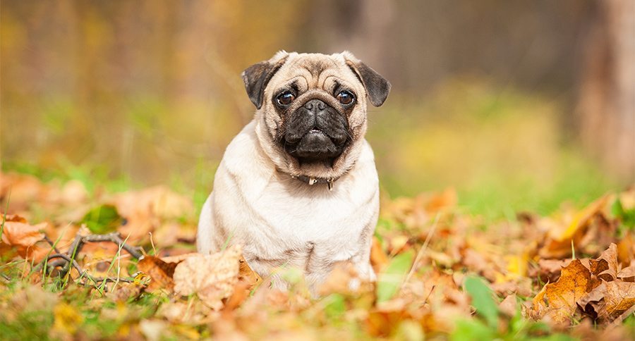 Beige pug dog sitting on the leaves in autumn