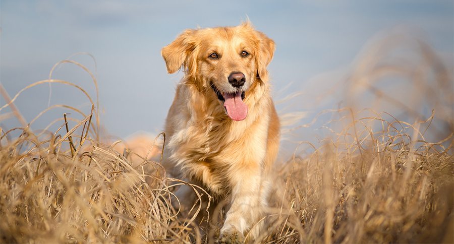 Golden retriever dog running outdoor