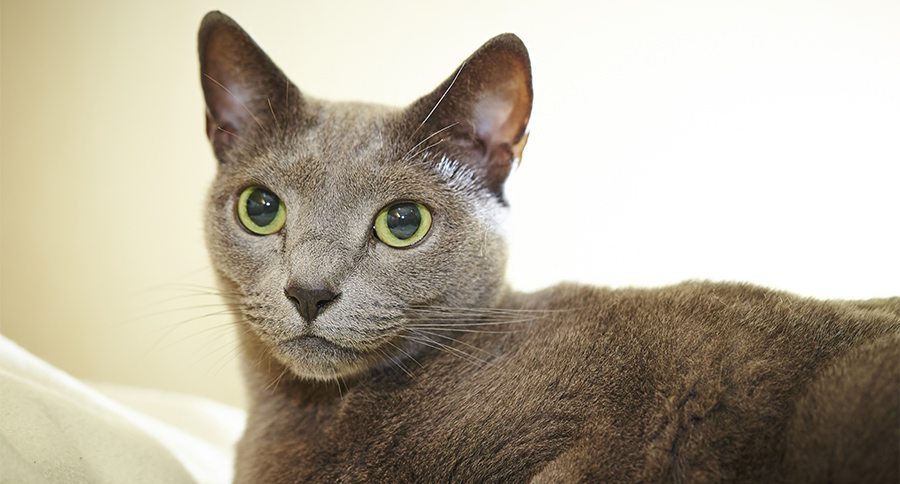 Russian Blue Cats