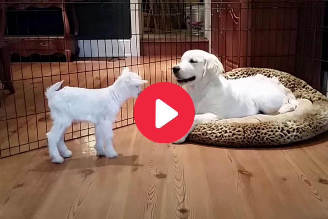 Baby Goat Meets Puppy
