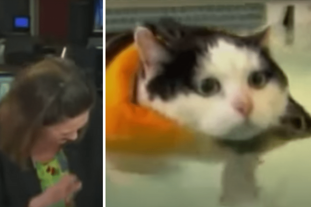 Fat Cat News Story