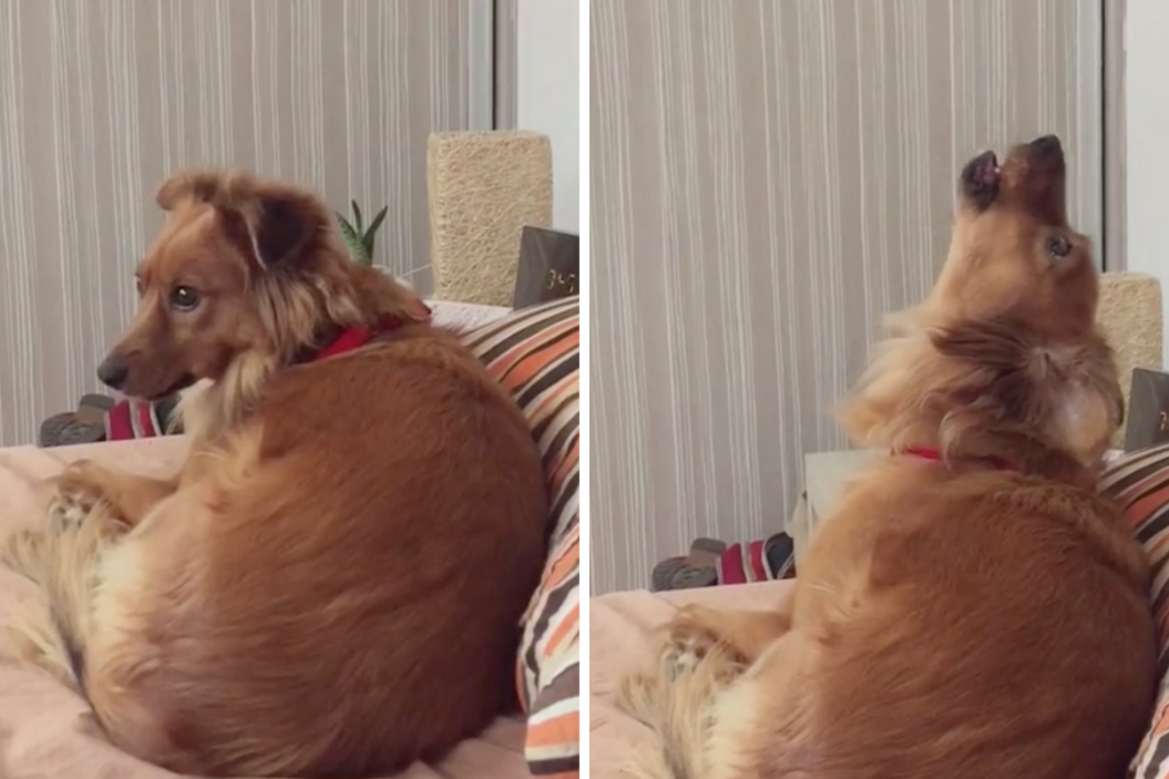 Howling Dog