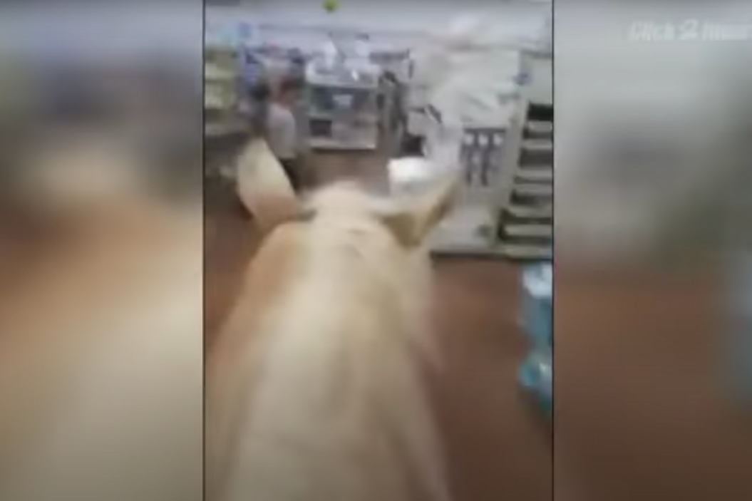 Man Rides Horse in Walmart
