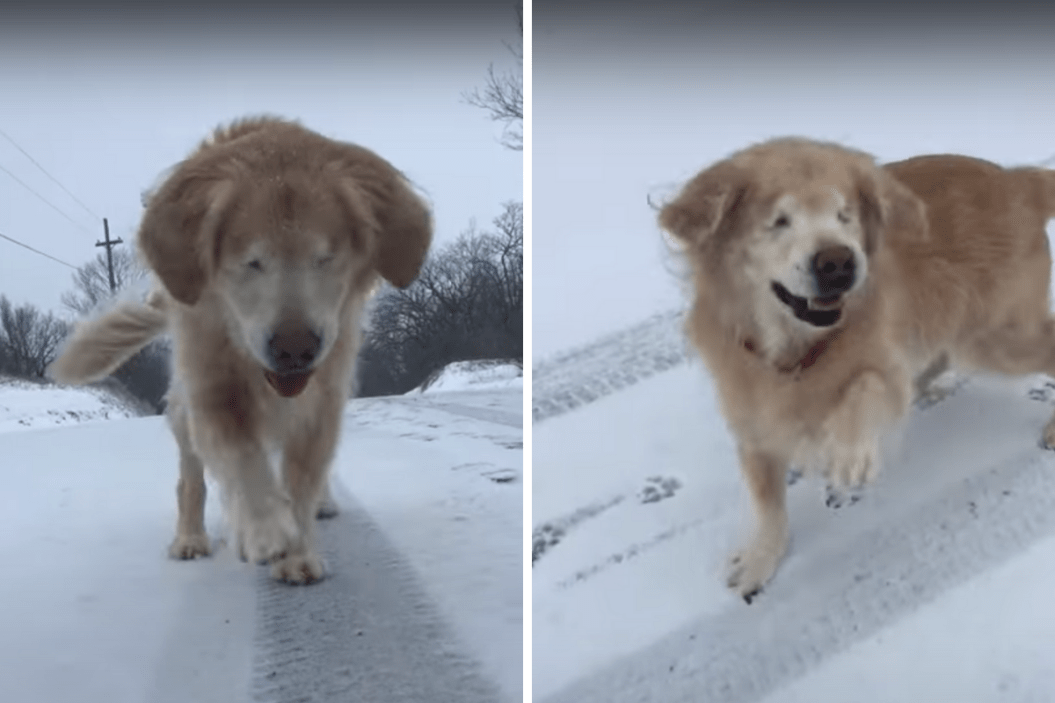 Smiley, Blind Golden Retriever