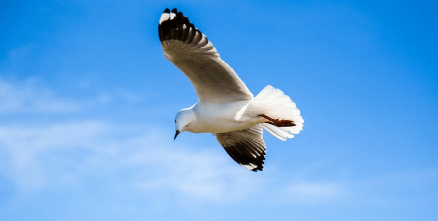 Birds Flying